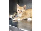 Adopt Goldie a Domestic Shorthair / Mixed (short coat) cat in Angola