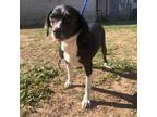 Adopt Barbie a Black Mixed Breed (Small) / Mixed dog in Natchitoches