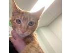 Adopt Cyanide a Orange or Red Domestic Shorthair / Mixed cat in Titusville