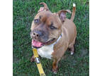 Adopt LYLAH a Tan/Yellow/Fawn American Pit Bull Terrier / Mixed dog in Slinger