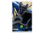 Adopt Lovey a German Shepherd Dog / Mixed dog in Cherry Valley, CA (39117893)