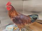 Adopt CAL a Chicken bird in Springfield, MA (39117891)