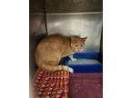 Adopt Kevin a Tan or Fawn American Shorthair / Domestic Shorthair / Mixed cat in