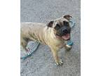 Adopt LULU - SUPER friendly and playful a Brindle - with White Pug / Boxer /