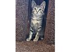 Adopt Mel Gibson a Tan or Fawn Tabby Tabby / Mixed (short coat) cat in Muncie