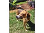 Adopt Glory a Tan/Yellow/Fawn Foxhound / Mixed dog in Manhasset, NY (39117720)