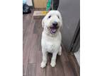 Adopt Rosie a Tan/Yellow/Fawn Golden Retriever / Poodle (Standard) / Mixed dog