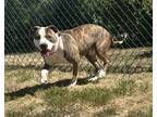Adopt Adele a Brindle American Staffordshire Terrier / Mixed dog in Clinton