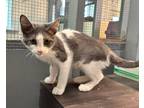 Adopt Roanoke a Gray or Blue Domestic Shorthair / Domestic Shorthair / Mixed cat
