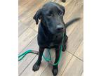 Adopt Skully a Black Labrador Retriever / Mixed dog in Hilton Head