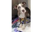 Adopt Sarge a Gray/Blue/Silver/Salt & Pepper American Pit Bull Terrier / Mixed