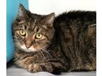 Adopt Newby (at Smitten Kitten) a All Black Domestic Shorthair / Domestic
