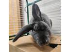 Adopt Dumbo a Other/Unknown / Mixed rabbit in Ballston Spa, NY (39117372)