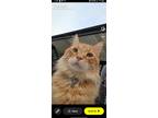 Adopt Jasper a Orange or Red Tabby / Mixed (long coat) cat in Perrysville