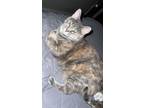 Adopt Nona & Baby a Gray or Blue (Mostly) Tabby / Mixed (medium coat) cat in