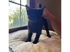 Adopt Onyx a All Black Domestic Shorthair / Mixed cat in Normal, IL (39117357)