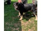 Adopt Bruneau a Black - with Gray or Silver Great Pyrenees / Mastiff / Mixed dog
