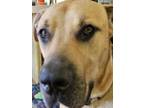 Adopt Ace a Tan/Yellow/Fawn Great Dane / Labrador Retriever / Mixed dog in Saint