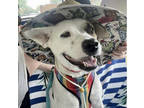 Adopt Boujie a White Mixed Breed (Medium) / Mixed dog in Sanford, FL (39117227)