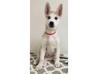 Adopt Willoby a Gray/Blue/Silver/Salt & Pepper Husky / Mixed dog in Phoenix