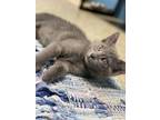 Adopt Lark a Gray or Blue Domestic Mediumhair / Domestic Shorthair / Mixed cat