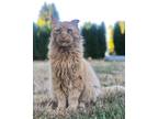 Adopt Bernard a Orange or Red Maine Coon / Mixed (long coat) cat in Estacada