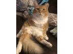 Adopt Cracker a Orange or Red Tabby / Mixed (long coat) cat in Durant