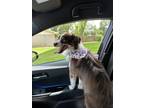 Adopt Izzy a Tricolor (Tan/Brown & Black & White) Australian Shepherd / Mixed