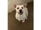 Adopt Furrgie a White American Pit Bull Terrier / Mixed dog in Bartlesville