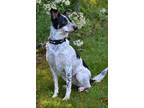 Adopt Millie a Australian Cattle Dog / Blue Heeler / Mixed dog in Bracebridge