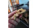 Adopt Toad a Gecko reptile, amphibian, and/or fish in Edinburg, PA (39117119)