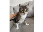 Adopt Nori a Brown Tabby Domestic Shorthair / Mixed (short coat) cat in Los