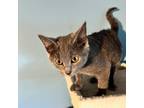 Adopt Amanda a Gray or Blue Russian Blue / Mixed cat in Staten Island
