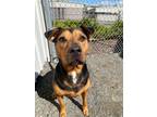 Adopt Smoke a Rottweiler dog in Cortland, NY (39117027)