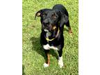 Adopt Sadie a Black Labrador Retriever / Mixed dog in Gainesville, GA (39116975)