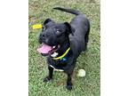 Adopt Rocky a Black American Pit Bull Terrier / Mixed dog in Gainesville