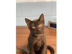 Adopt Finch a All Black Domestic Shorthair / Domestic Shorthair / Mixed cat in