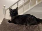 Adopt Serina a All Black Domestic Mediumhair / Domestic Shorthair / Mixed cat in
