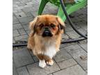 Adopt Prince a Pekingese / Mixed dog in Sinking Spring, PA (39116929)