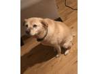 Adopt Ali a Tan/Yellow/Fawn Labrador Retriever / Mutt / Mixed dog in
