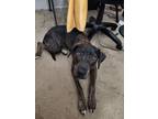Adopt Lily a Black - with Tan, Yellow or Fawn Catahoula Leopard Dog / Bluetick