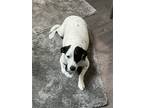 Adopt Patches a White - with Black Labrador Retriever / Pointer / Mixed dog in