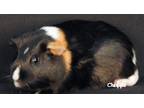 Adopt Tootie a Calico Guinea Pig (short coat) small animal in Newland