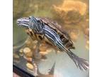 Adopt French Toast a Turtle - Water reptile, amphibian, and/or fish in Truckee
