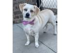 Adopt Jack a Labrador Retriever / Beagle / Mixed dog in Dalton, GA (39091976)