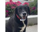 Adopt Loki a Black - with White Labrador Retriever / Mixed Breed (Medium) /