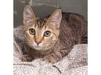 Adopt Meadow a Tan or Fawn Domestic Shorthair / Domestic Shorthair / Mixed cat