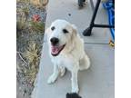 Adopt Volcano a White Great Pyrenees / Mixed dog in Vail, AZ (39109574)