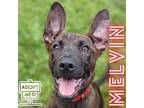 Adopt Melvin a Brown/Chocolate Labrador Retriever / Mixed dog in Belleville