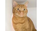 Adopt Turbo a Orange or Red Domestic Shorthair / Domestic Shorthair / Mixed cat